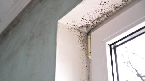 Best Crawl Space Mold Removal  in Lonsdale, MN