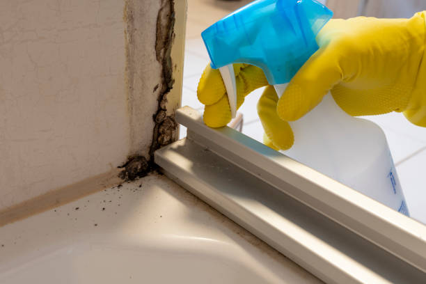 Best Black Mold Removal  in Lonsdale, MN