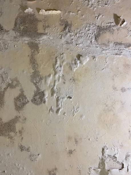 Best Mold Testing and Removal  in Lonsdale, MN