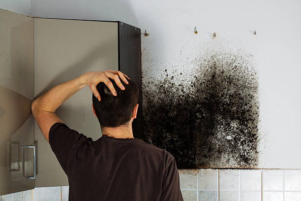 Mold Testing and Removal in Lonsdale, MN
