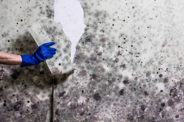Best Mold Removal Near Me  in Lonsdale, MN