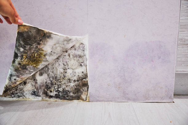 Best Mold Cleaning Services  in Lonsdale, MN